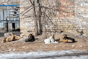 Инициатива Заксоба по обращению с животными уже в федеральном центре